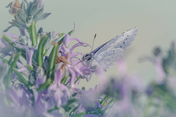 Blue butterfly on rosemary flowers