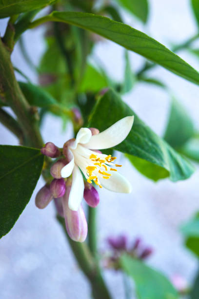 Lemon Tree Flowers, Close-up stock photo