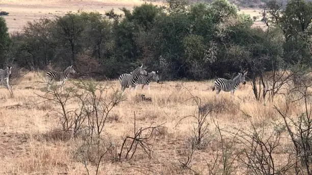 Zebra national park safari wildlife