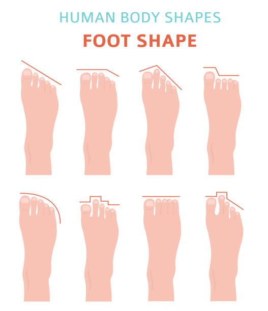 Human body shapes.Feet types icon set Human body shapes.Feet types icon set. Vector illustration bottom the weaver stock illustrations