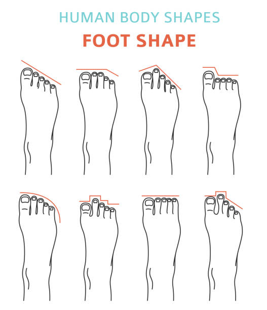 Human body shapes.Feet types icon set Human body shapes.Feet types icon set. Vector illustration bottom the weaver stock illustrations