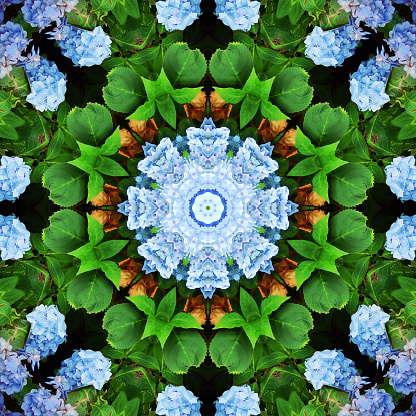 Kaleidoscope of a geometric flower pattern with blue hydrangea macrophylla.