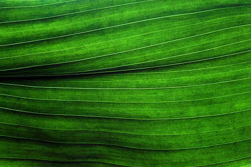 Leaf with ribs and veins close in backlight background texture bright color stock image