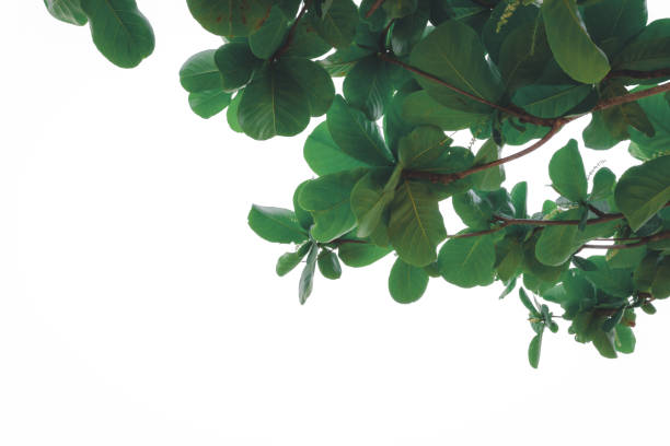 Green leaves on white background. leaves of Malabar tree.