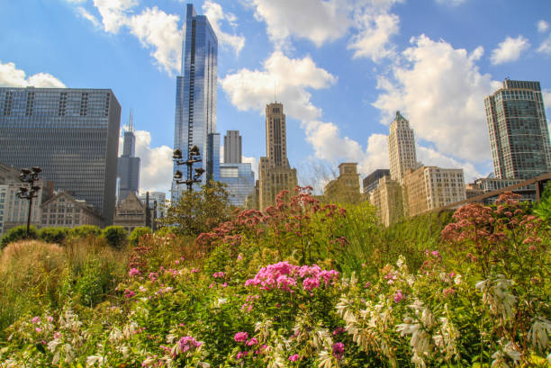 istock Skyline of Chicago behind wild flowers 1225052436