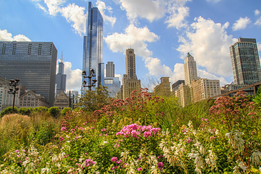 Cityscape of Chicago city, Illinois, with skyscapers and flowers in summer