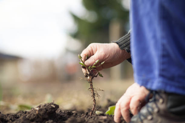 istock Senior man hands working at his huge garden, preparing soil for planting (color toned image) 1225053151