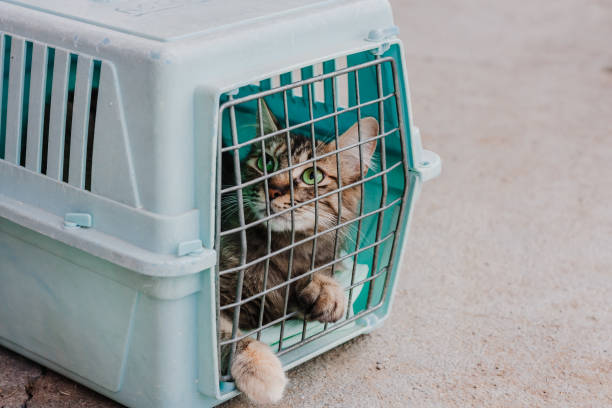 Sad cat behind bars, closed in trasport box or pet carrier. Homeless pets and veterinary concept. Sad cat behind bars, closed in trasport box or pet carrier. Homeless pets and veterinary concept. transportation cage stock pictures, royalty-free photos & images