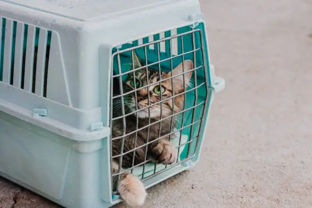 Photo of Sad cat behind bars, closed in trasport box or pet carrier. Homeless pets and veterinary concept.