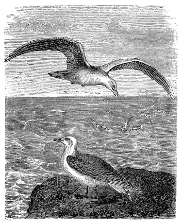 Illustration of the yellow-legged gull (Larus michahellis)