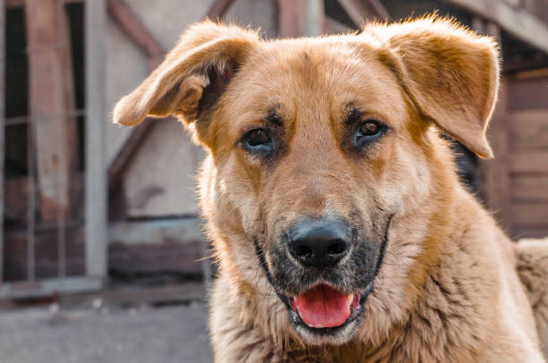 istock big red mongrel dog peers into the frame 1225054171