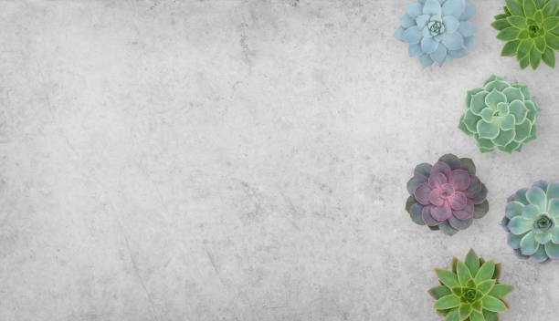 istock Succulents Plants on Concrete Background 1225054542