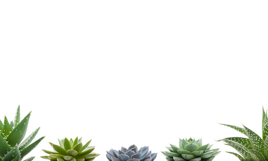 Succulents plants bottom border isolated on white with copy space