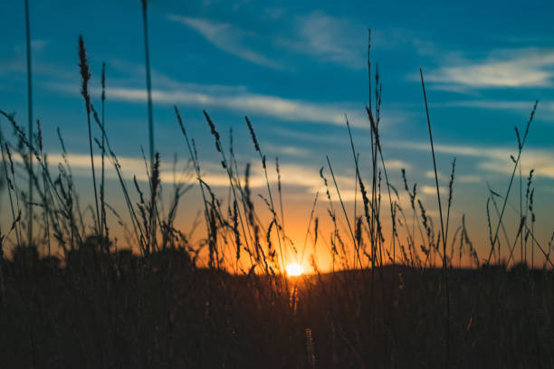 istock summer sunset in a green field 1225056675