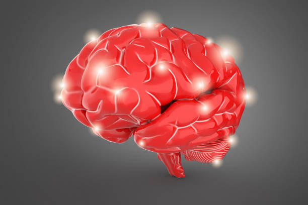istock 3d illustration of human brain 1225057339