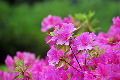 Colorful flowering (or blooming) Rhododendron “Colonel Mosby” Azalea in spring. The image was captured with a fast telephoto lens and a full-frame mirrorless digital camera ensuring clean and large files. Shallow depth of field with focus placed over the nearest flowers. The background is blurred. The image is part of a series of different rhododendrons and compositions.