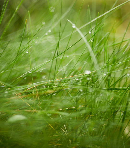 istock Dewdrops / Water drops on green grass leafs 1225060546