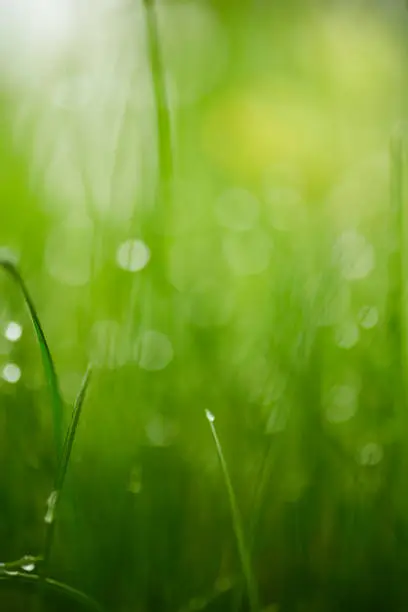Dewdrops, Water drops, green grass leafs, green, grass