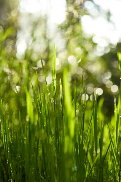 istock Dewdrops / Water drops on green grass leafs 1225061271