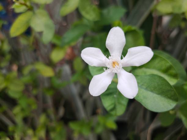 istock The nature of flower 1225061403