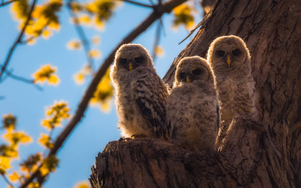 three of a kind - barred owl babies on a tree trunk