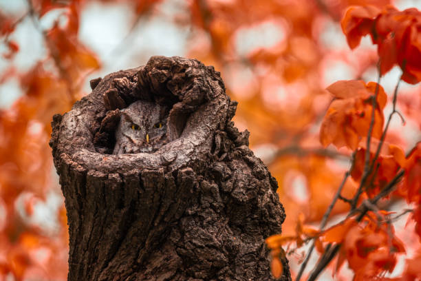 eastern screech owl trying to blend into the environment