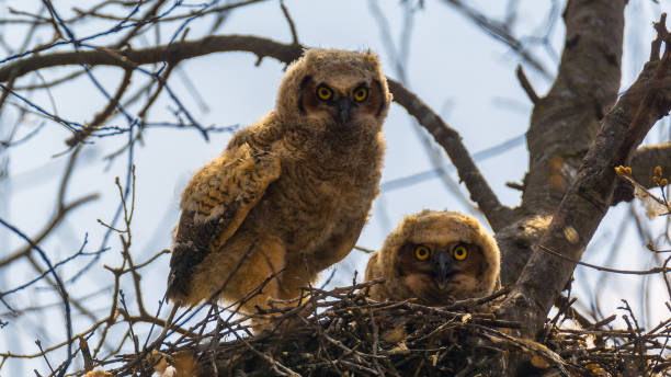 istock great horned owl owlette siblings on a branch 1225061686