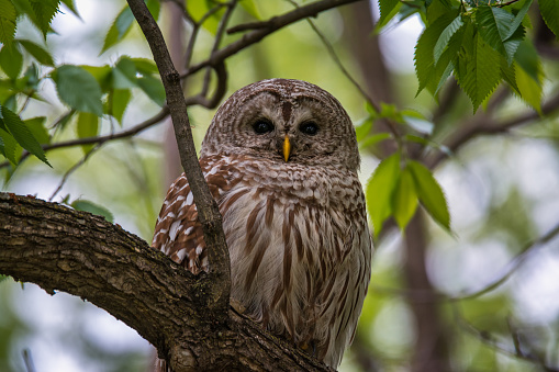 Barred owl portrait with clear reflecting eyes