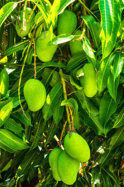 istock Abundant  Ripening Mangoes 1225061770