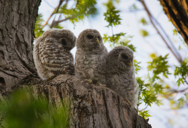 istock three barred baby owls sitting on a tree 1225061812
