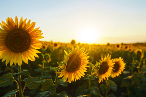 istock A field of sunflowers in bloom. 1225061826
