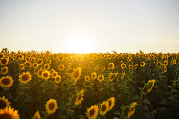 istock A field of sunflowers in bloom. 1225061842