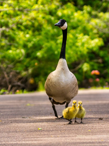 mothers day goose with baby goslings