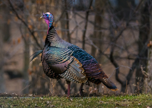 wild turkey with colorful feathers