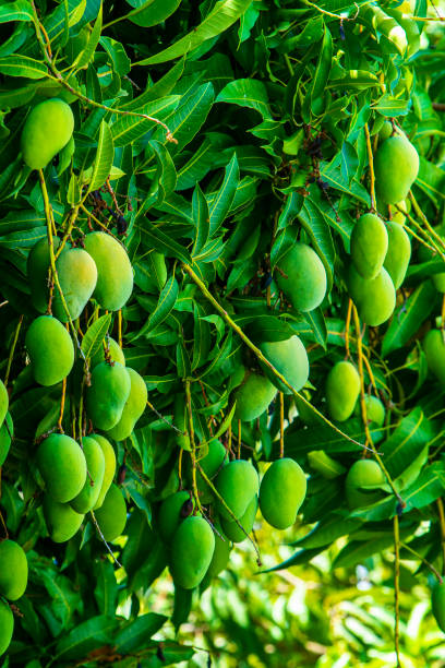 istock Ripening mangoes 1225061980