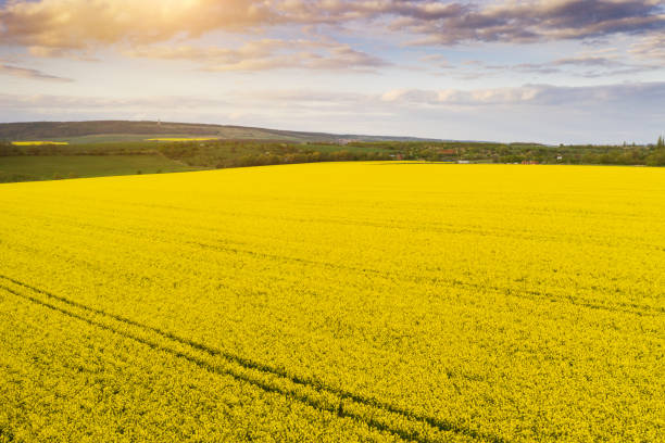 istock Aerial view of rapeseed field at sunset 1225062049
