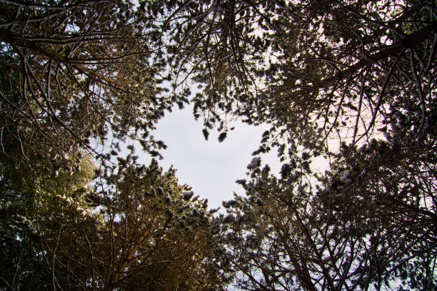 istock heart shaped opening while looking up at the trees 1225062069
