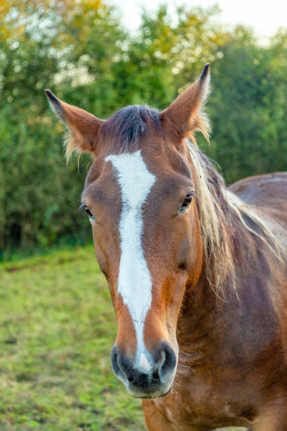 istock head of horse 1225064283