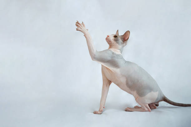 Sphynx cat sits on a white fabric background and waves its paw