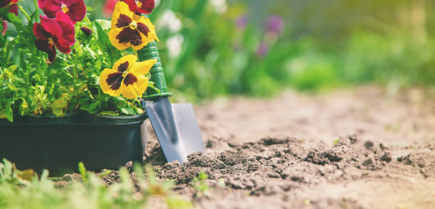 istock Planting a flower garden, spring summer. Selective focus. 1225064709