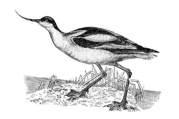 Pied avocet (Recurvirostra avosetta) Illustration of a pied avocet (Recurvirostra avosetta) avocet stock illustrations