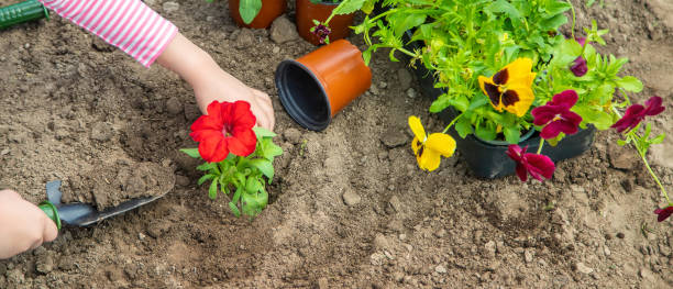 istock A child plants a flower garden. Selective focus. 1225064806