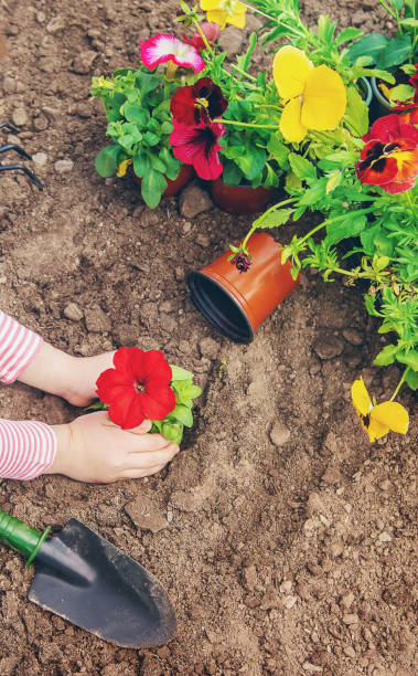 istock A child plants a flower garden. Selective focus. 1225064812