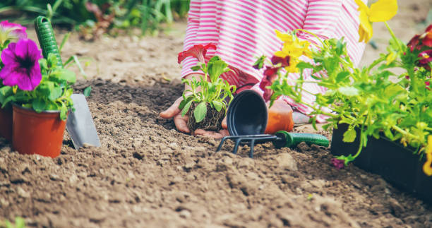 istock A child plants a flower garden. Selective focus. 1225064834