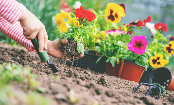 istock A child plants a flower garden. Selective focus. 1225064865