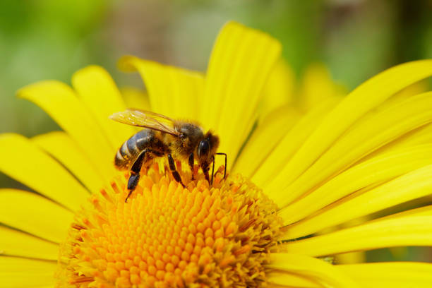 istock The Doronicum orientale with a bee 1225065621