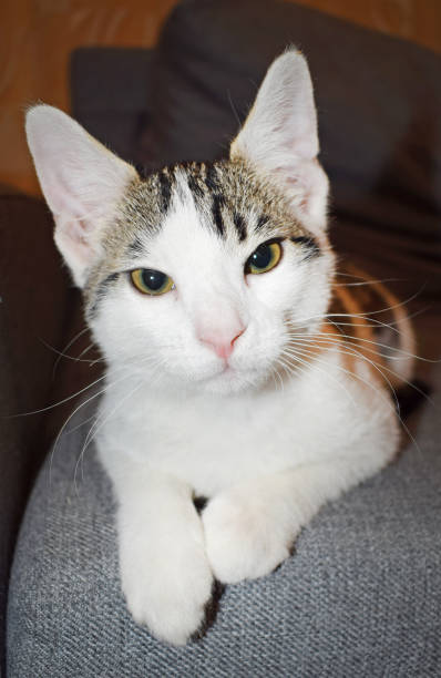 istock Cute outbred domestic cat lying on the sofa. 1225065904