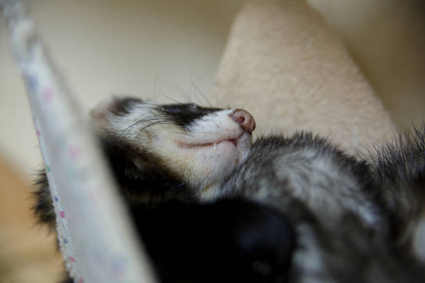 istock close up of a sleeping ferret in a zoopark 1225066367