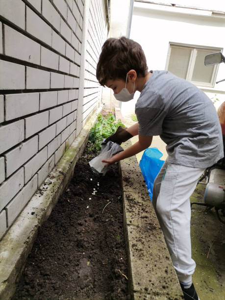 Small boy planting seeds in the backyard during coronavirus quarantine.