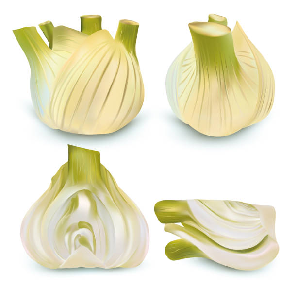 illustrations, cliparts, dessins animés et icônes de fenouil réaliste. épices aromatiques isolées sur fond blanc. concept de nourriture. illustration de jeu 3d. - fennel ingredient vegetable isolated on white